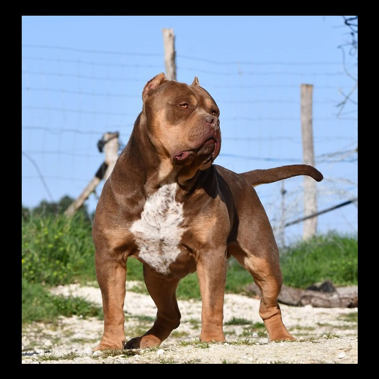 BOSSY'S MOLLOCK-main-picture