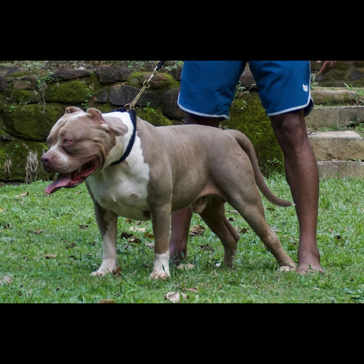 DOKO BULLY'S WAKI-main-picture