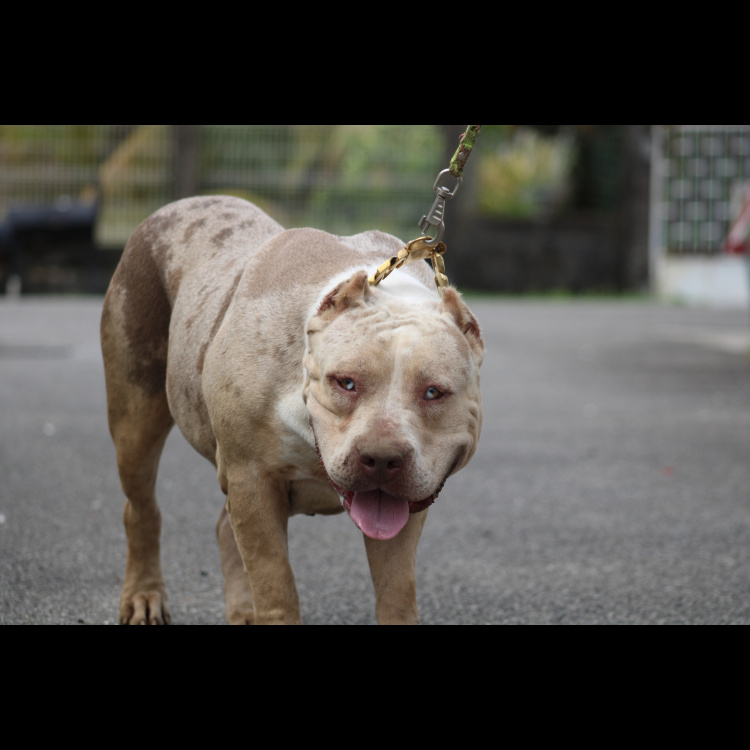 DOKO BULLY CAYENNE-main-picture